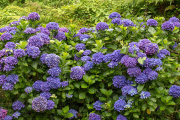 Dark purple hydrangea macrophylla hedge in bloom
