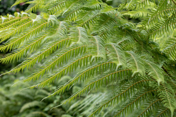 Fern fronds (Polypodiopsida) close-up detail. Pteridophyte foliage background