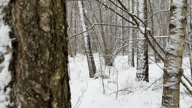 Tracking Shot Through a Snowy Birch and Pine Tree Forest