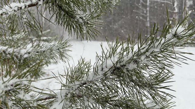 Close Up of Snow Covered Pine Needles During a Snowfall
