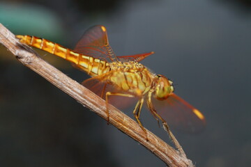 Macro shots, Beautiful nature scene dragonfly. Showing of eyes and wings detail. Dragon fly in the nature habitat using as a background or wallpaper.The concept for writing an article. 
