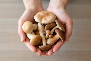 A pair of hands cradling a selection of fresh brown mushrooms on a wooden surface, displaying a variety of edible fungi.