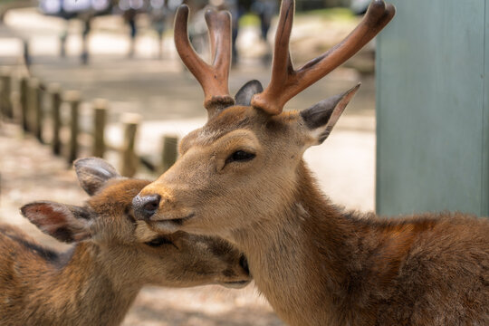 View of two deer, one with antlers, nuzzling affectionately in a sun-dappled forest, showcasing the close bond between animals, Nara, Nara, Japan.