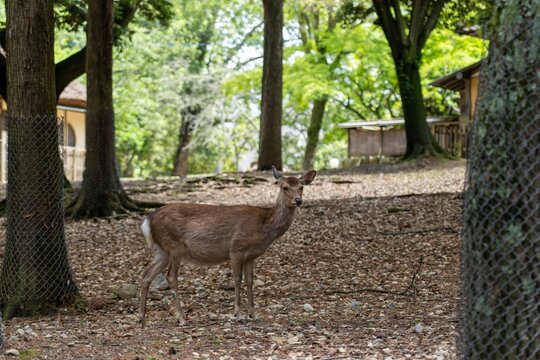 View of a wild deer, standing alert amidst the dappled sunlight filtering through a vibrant forest, a serene tableau of nature's harmony, Nara, Nara, Japan.