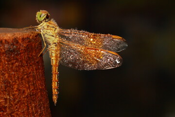 Macro shots, Beautiful nature scene dragonfly. Showing of eyes and wings detail. Dragon fly in the nature habitat using as a background or wallpaper.The concept for writing an article. 
