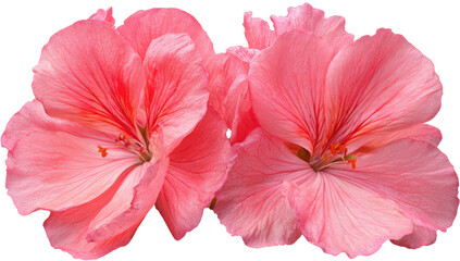 Close-up of two pink geranium flowers, petals detailed, with a soft blur