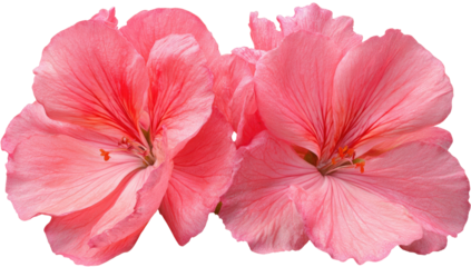Close-up of two pink geranium flowers, petals detailed, with a soft blur