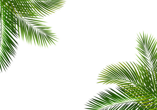 Palm Leaf Frame Isolated And White Background