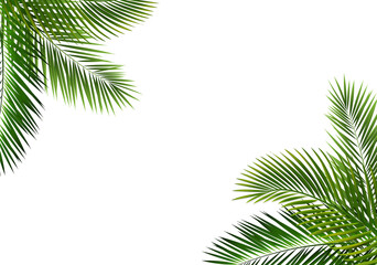 Palm Leaf Frame Isolated And White Background