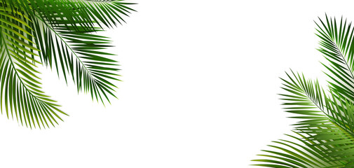 Green Palm Leaf Frame Isolated White Background
