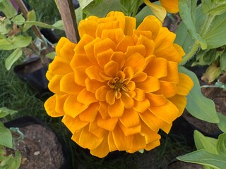 orange flower in the garden