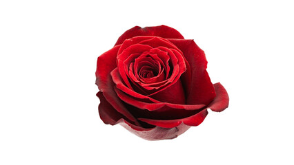 Naklejka premium 赤い薔薇の花 マクロ撮影 背景透過