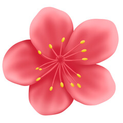 pink sakura flower isolated on white background