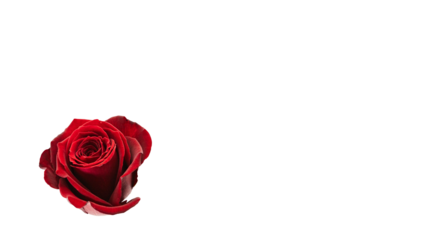 赤い薔薇の花 マクロ撮影 背景透過