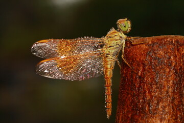 Macro shots, Beautiful nature scene dragonfly. Showing of eyes and wings detail. Dragon fly in the nature habitat using as a background or wallpaper.The concept for writing an article. 
