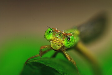 Macro shots, Beautiful nature scene dragonfly. Showing of eyes and wings detail. Dragon fly in the nature habitat using as a background or wallpaper.The concept for writing an article. 
