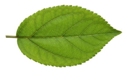 Fresh green leaf PNG isolated on transparent background, vibrant foliage with detailed veins for natural design elements