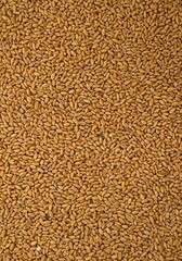 Golden hard wheat berries spread evenly across a flat surface creating a dense, natural textured background. Excellent staple food concept, baking, agriculture, dry goods