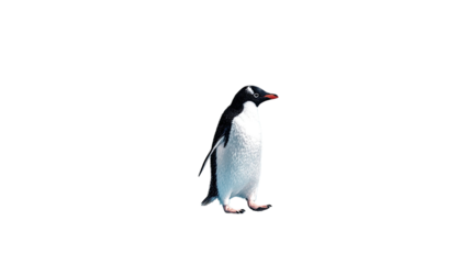 A cute penguin bird isolated on a white background, featuring a black and white silhouette and sharp beak, representing Antarctic wildlife and nature in a clean vector illustration