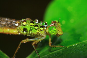 Macro shots, Beautiful nature scene dragonfly. Showing of eyes and wings detail. Dragon fly in the nature habitat using as a background or wallpaper.The concept for writing an article. 
