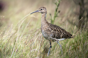 Obraz premium A Eurasian curlew, a large wading bird with a long downcurved bill, walks through tall grass in a natural habitat, likely foraging for food.