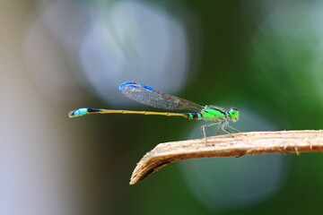 Macro shots, Beautiful nature scene dragonfly. Showing of eyes and wings detail. Dragon fly in the nature habitat using as a background or wallpaper.The concept for writing an article. 
