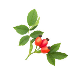 Branch of fresh rose hips with red fruits and leaves isolated on white background