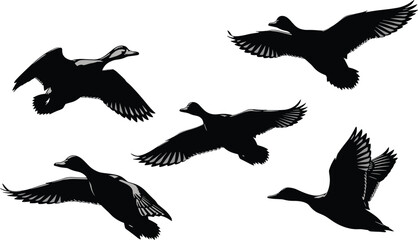 Obraz premium Silhouette ducks flying, bird flight illustration, wildlife migration, ornithology study, feather detail, nature background, avian motion, flock pattern, artistic vector