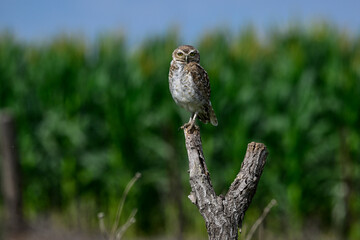 Burrowing Owl perched, La Pampa Province, Patagonia, Argentina.