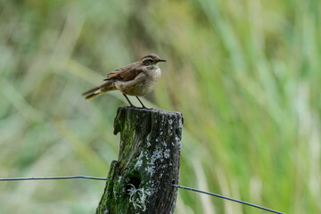 Olrog's cinclodes, Cinclodes olrogi, Endemic species , in Quebrada del Condorito National Park, Cordoba Province, Argentina.