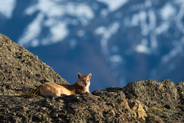 Puma resting in mountain environment, Torres del Paine National Park, Patagonia, Chile.