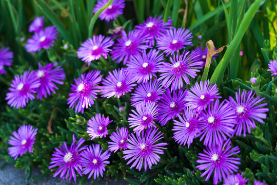 View of vibrant purple flowers burst from verdant foliage, with delicate petals creating a tapestry of color and texture, Kyoto, Kyoto, Japan.