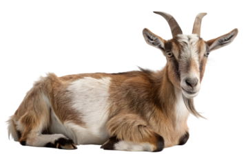 Javan goat portrait isolated