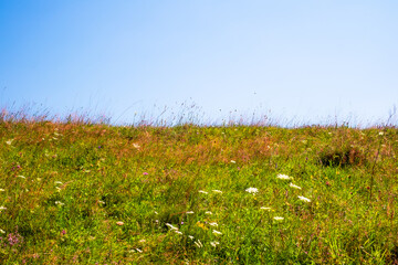 sunlit wildflower meadow, with various types of grasses and flowering plants under a blue sky