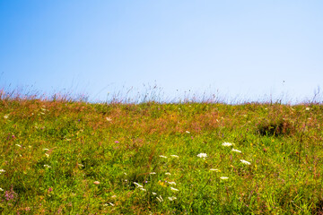sunlit wildflower meadow, with various types of grasses and flowering plants under a blue sky