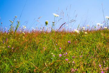 sunlit wildflower meadow, with various types of grasses and flowering plants under a blue sky