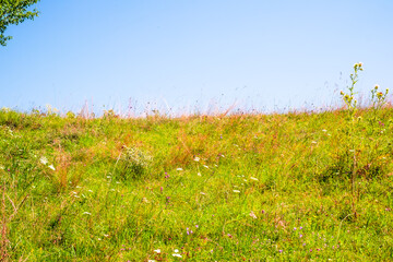 sunlit wildflower meadow, with various types of grasses and flowering plants under a blue sky