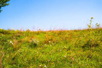 sunlit wildflower meadow, with various types of grasses and flowering plants under a blue sky