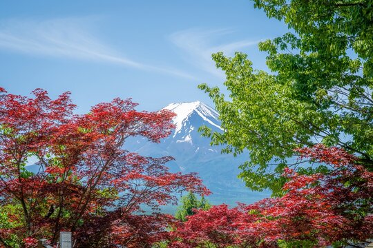 View of snow-capped Mount Fuji framed by vibrant red and green maple trees under a clear blue sky, a serene vista, Fujikawaguchiko, Yamanashi, Japan.