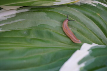 slug on a green leaf in a garden