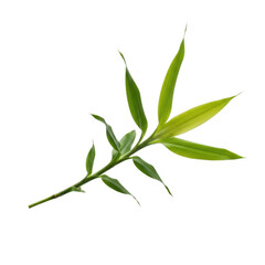 Fototapeta premium Fresh green bamboo leaves on branch, tropical plant foliage isolated on white background, organic botanical element for spa and wellness design