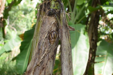 Obraz premium Devastated Banana Plantation After Natural Disaster: Fallen Trees and Wasted Harvest Amidst a Once-Lush Green Landscape. The Aftermath of Destruction: A Banana Plantation Left in Ruins with Stalks