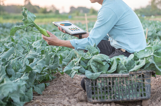 A smart Asian farmer wearing a traditional hat, squatting in a kale field and holding a digital tablet with infographic charts to monitor crop quality and growth during the golden hour