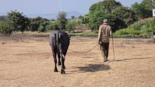 An aged person walks with a domestic water buffalo (likely a river buffalo type) in a rural, arid landscape. The person uses a stick for support, herding the buffalo toward a river from a dry meadow.