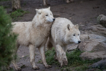 Fototapeta premium Arctic wolves, Beauval zoo park, France