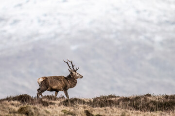 Obraz premium A majestic red deer stag with impressive antlers walks across a barren, grassy hillside under a cloudy sky.