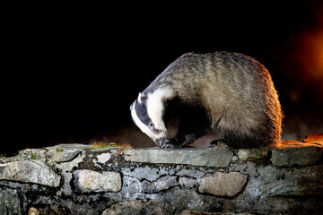 A badger sniffs the ground on a stone wall at night, illuminated by artificial light. © John