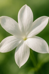 Fototapeta premium Close-up of delicate white flower petals on green background