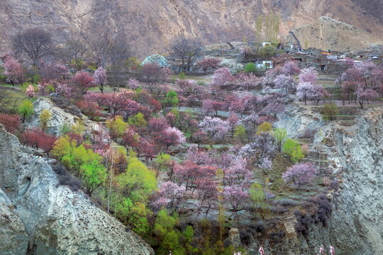 View of cherry blossom trees painting the rugged landscape with vibrant pinks and greens in a mountainous terrain, Nagar Khas, Gilgit Baltistan, Pakistan.
