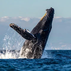 Papier peint photo  A large marine mammal breaches the surface, body arched, creating a splash. Background shows waves and cloud-dappled sky  © Rokok